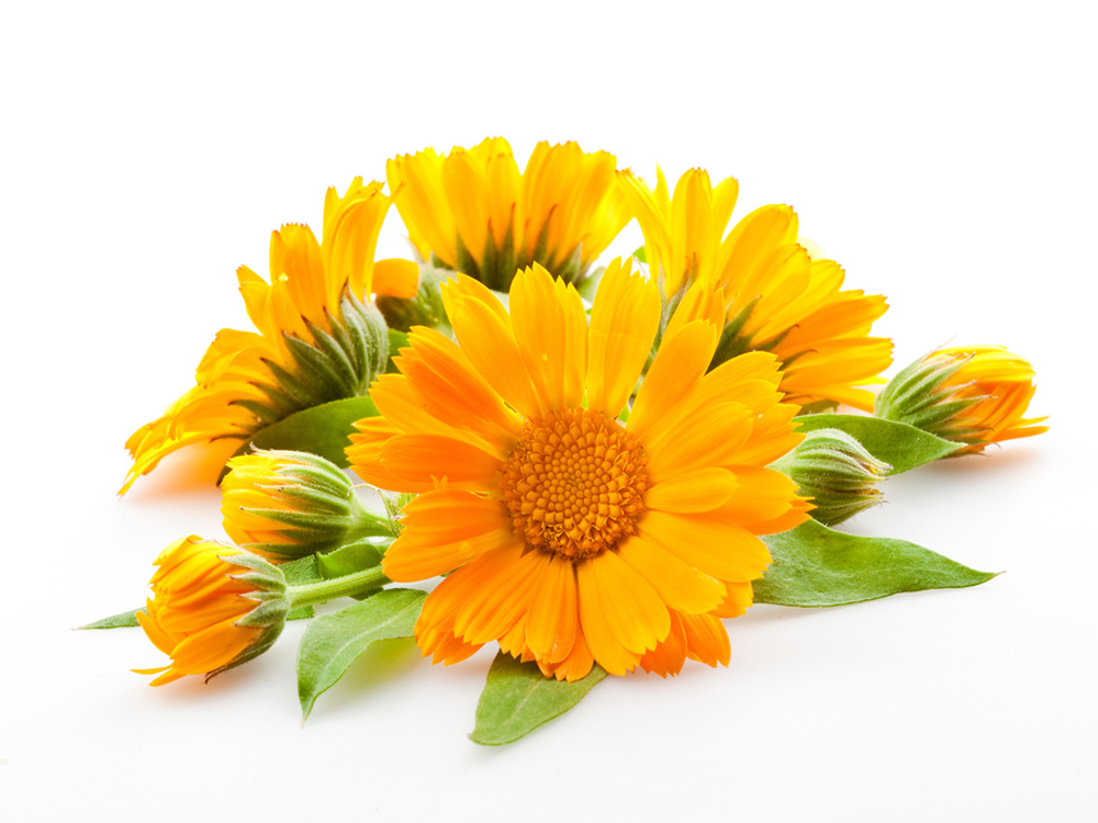 Calendula officinalis Flower extract